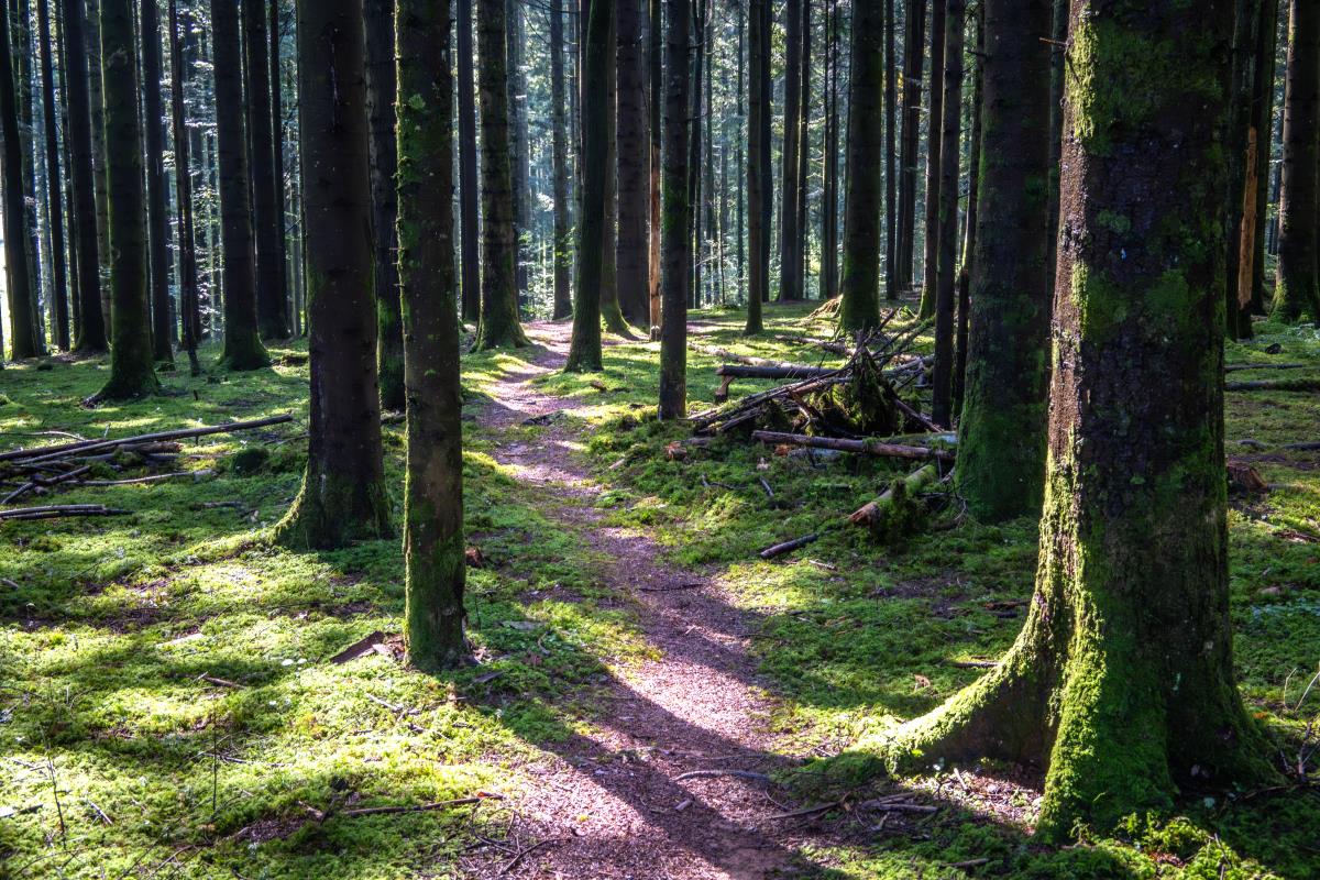 1013  DSC_3436-Enhanced-NR